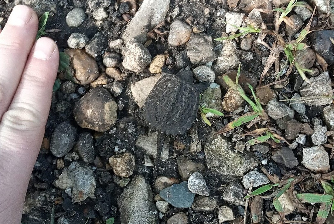 Baby Turtle Almanac