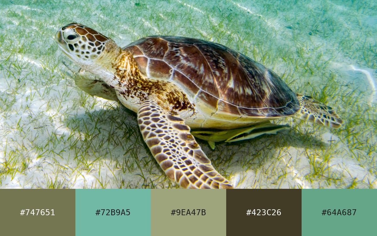 Shell Palette
