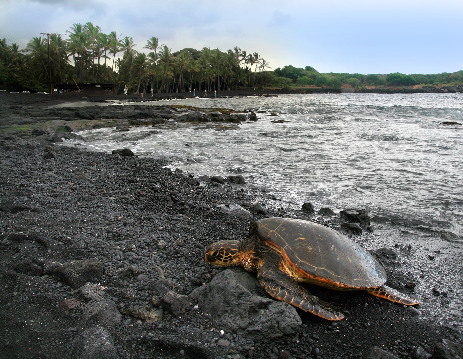 Basking on black sand
