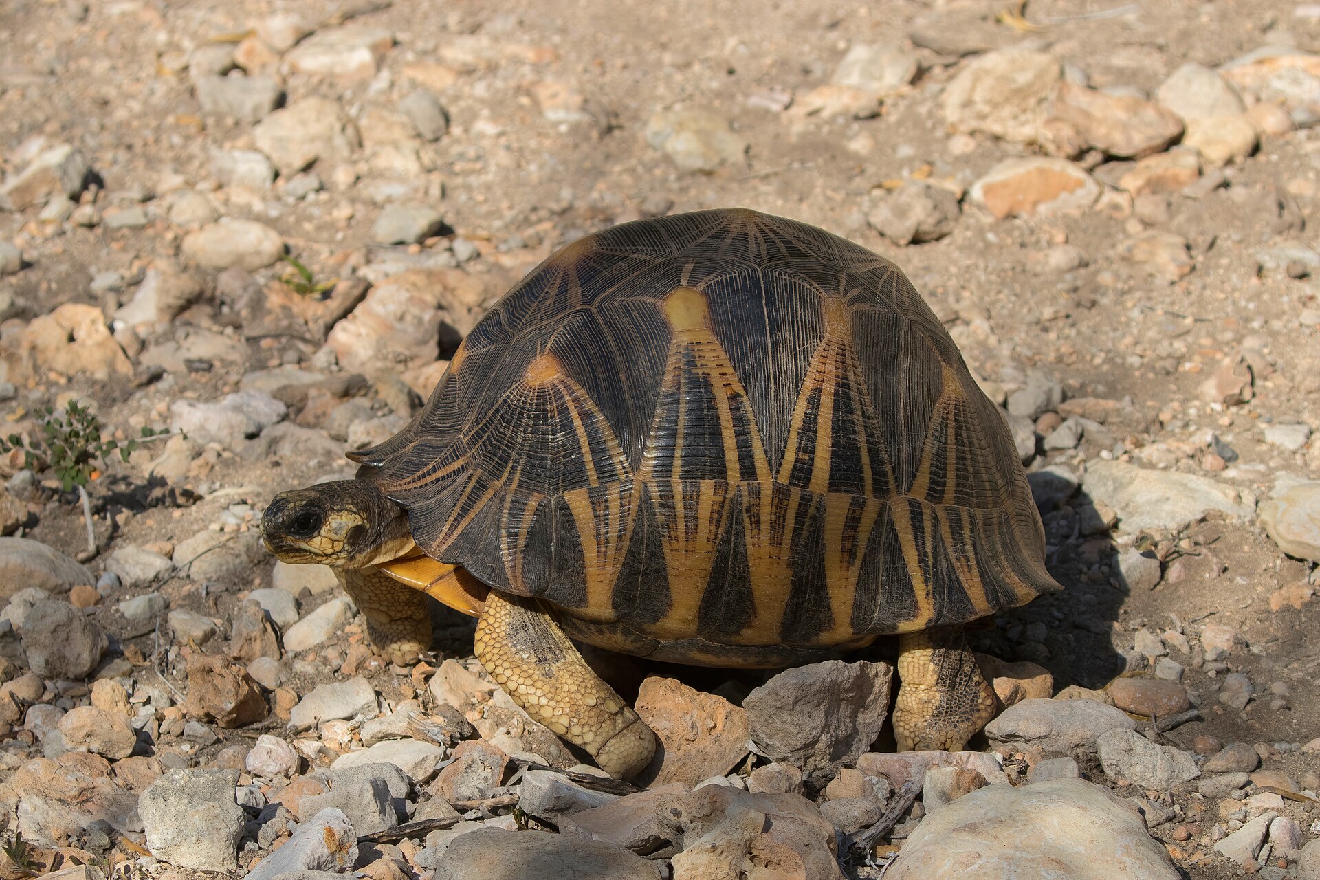 The radiated shell