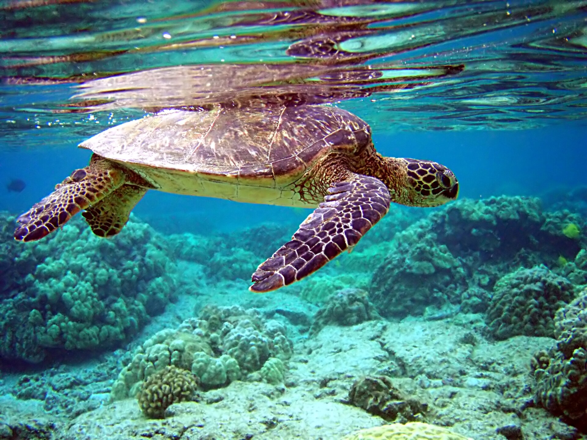 Protecting Turtles