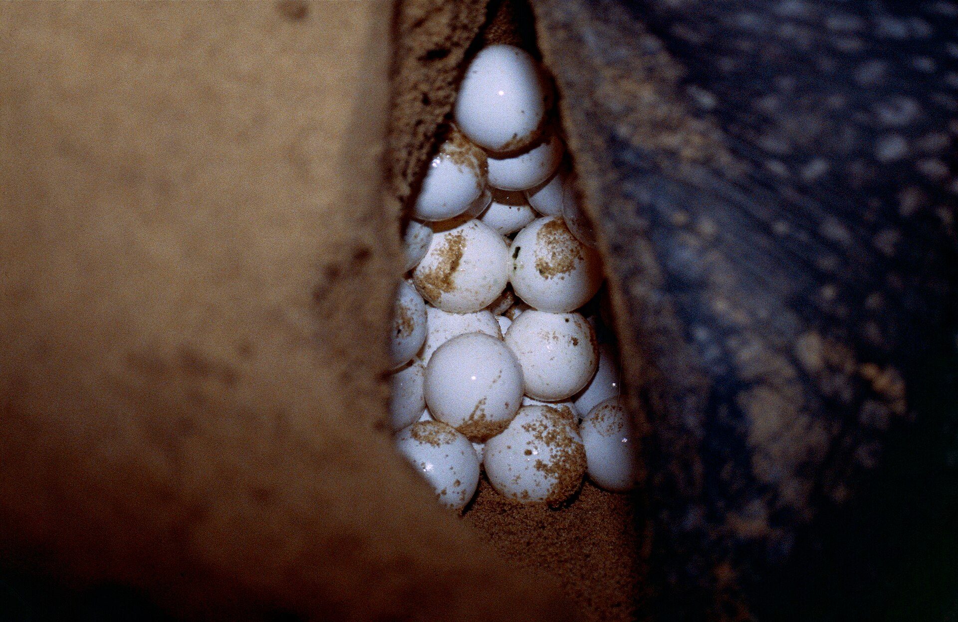 Sea turtle eggs in the nest chamber