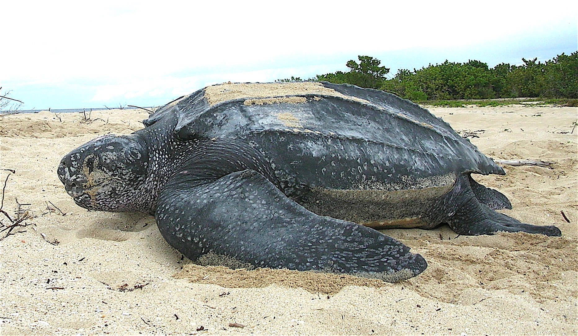 砂浜に上陸したオサガメ