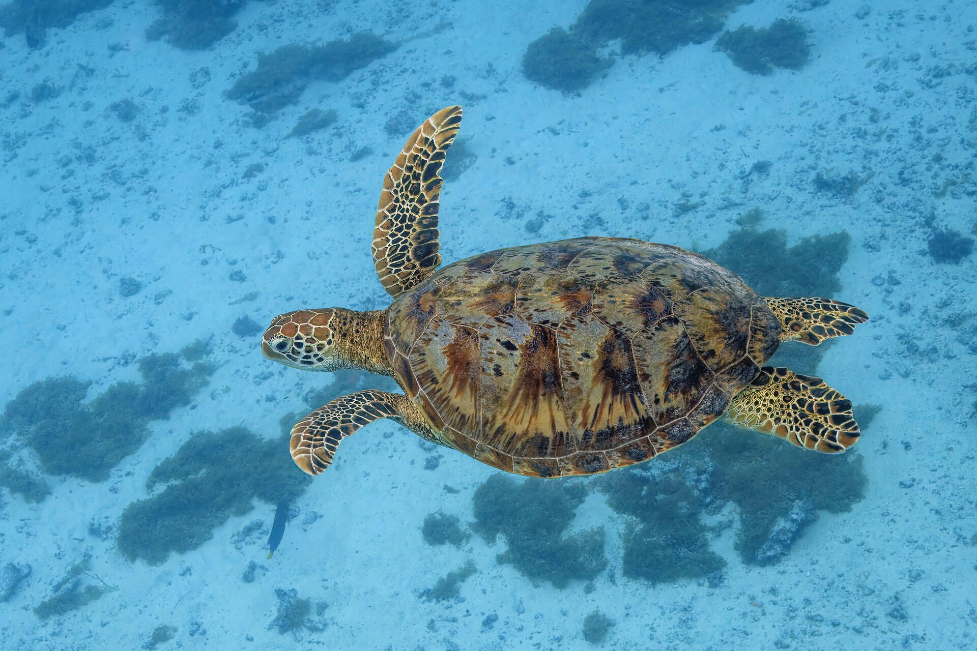 Pale blue Moorea