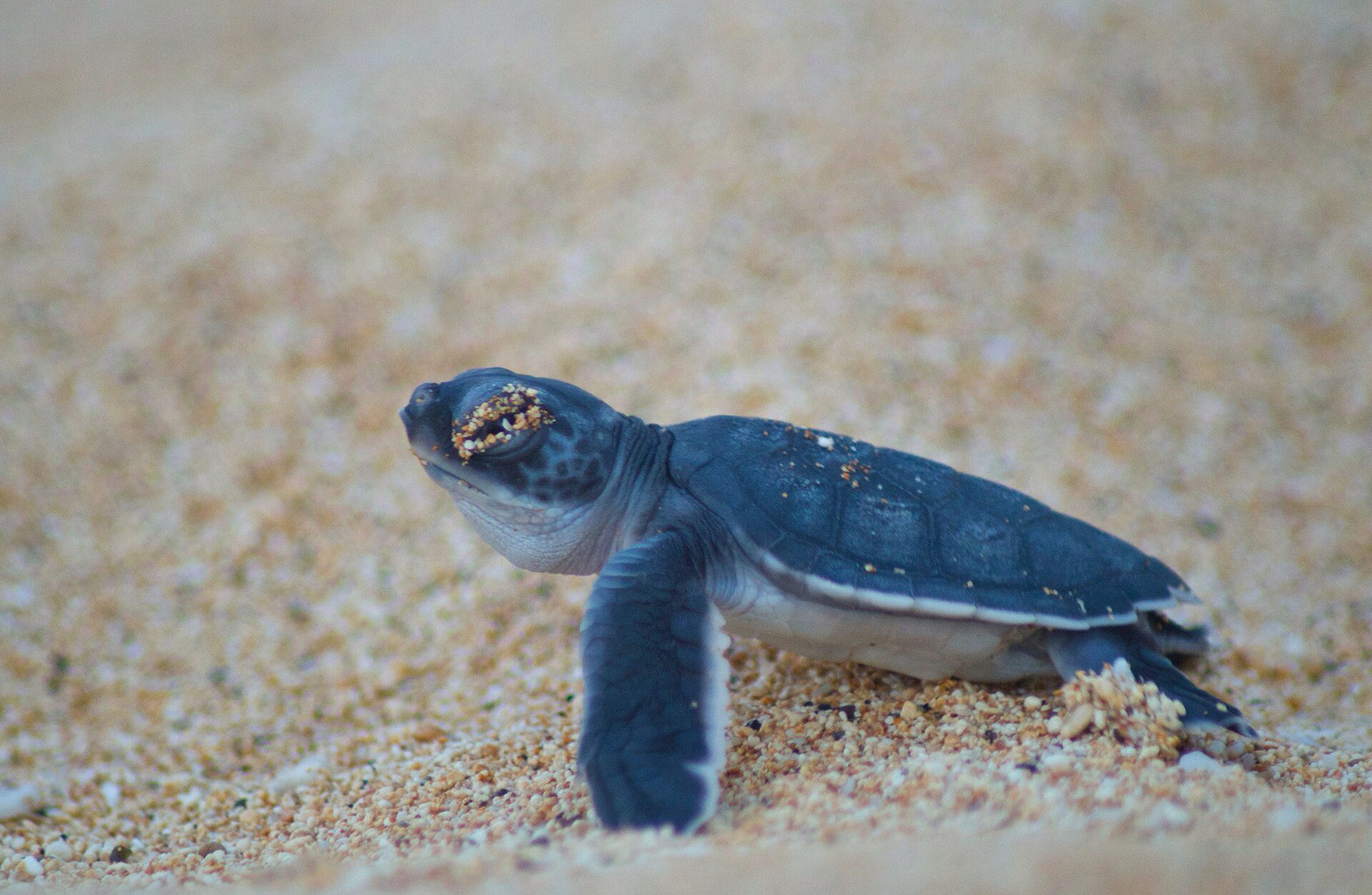A green sea turtle hatchling heading for the sea