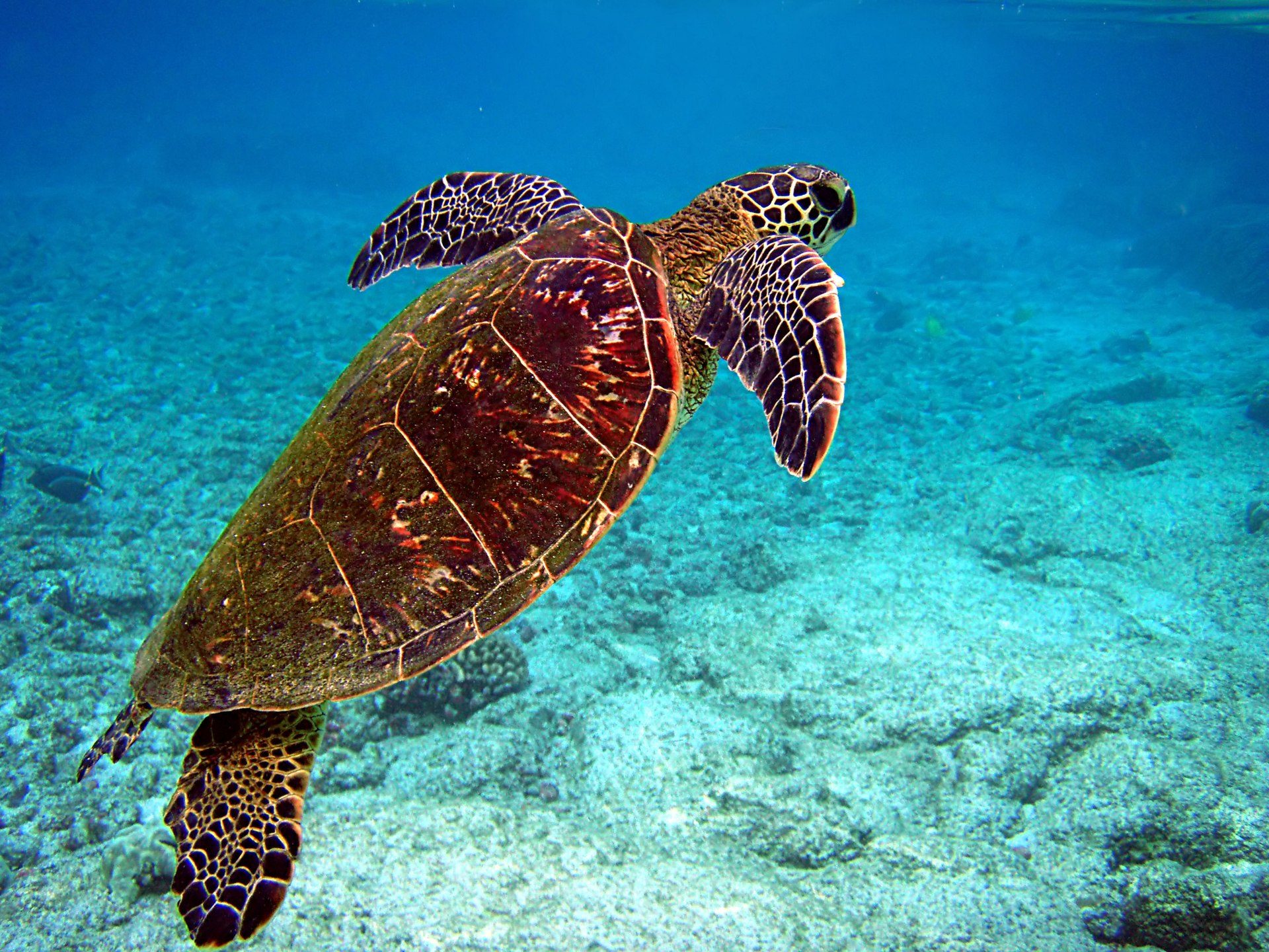 A green sea turtle rising to the surface