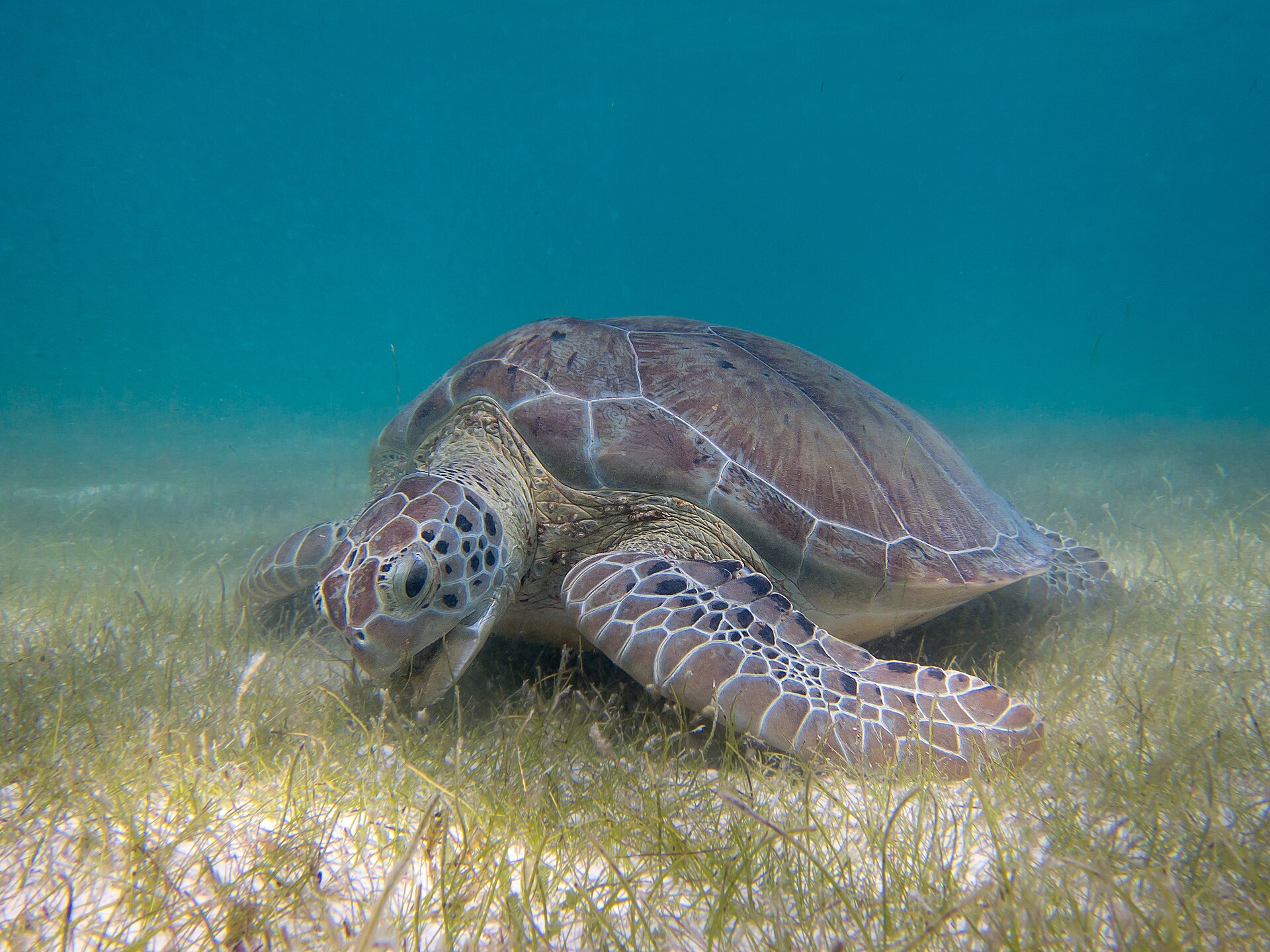 Grazing seagrass