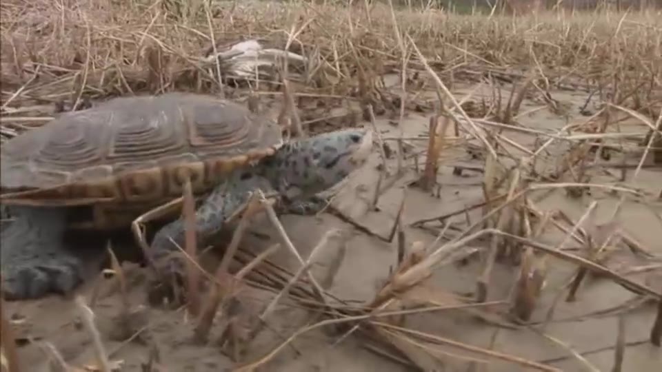 Turtles, Running